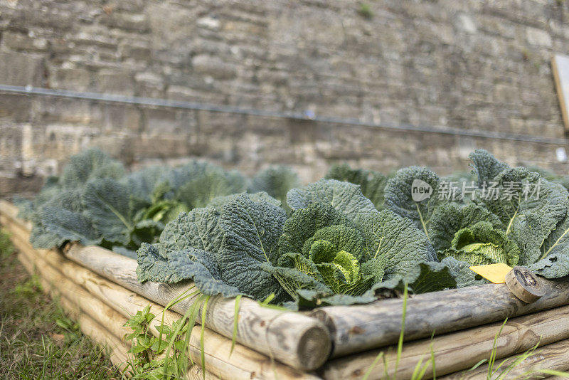 种植在菜园里的蔬菜