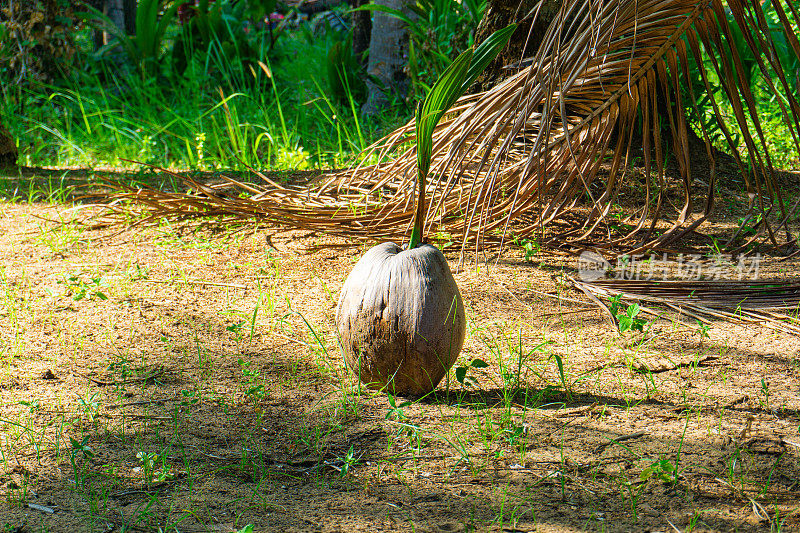 椰子农场里发芽的椰子