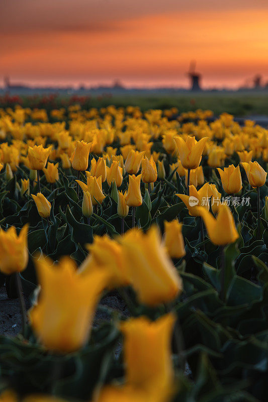 荷兰北部的春天，日落时五彩缤纷的郁金香田和风车