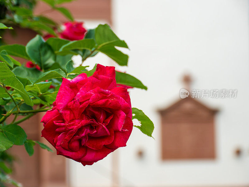 鲜亮的红玫瑰矗立在奶油色的建筑前