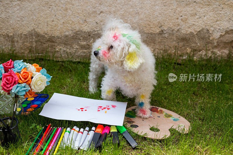 这只小狗看起来在美术课上玩得很开心，把颜料弄得一团糟。