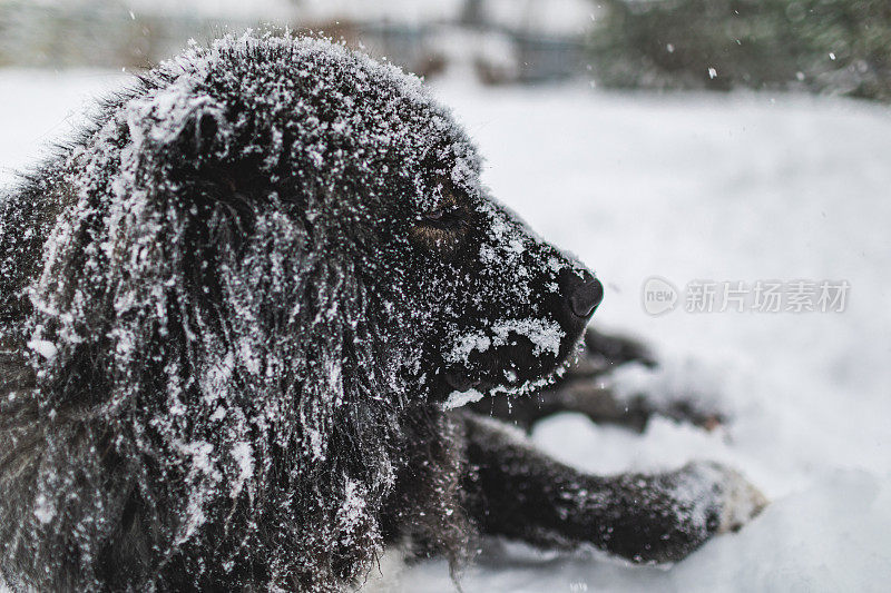 牧羊人躺在厚厚的雪地里