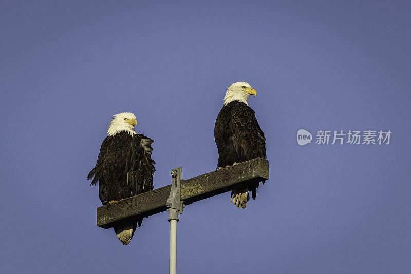 一对秃头鹰栖息在电线杆上。太平洋北美飞行路线，边界湾，三角洲，卑诗省，加拿大。