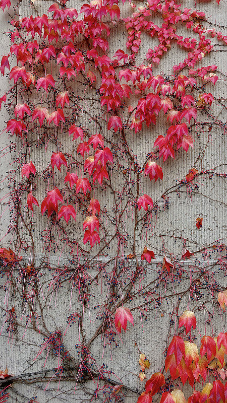 秋天，五颜六色的常春藤长在建筑物的墙上