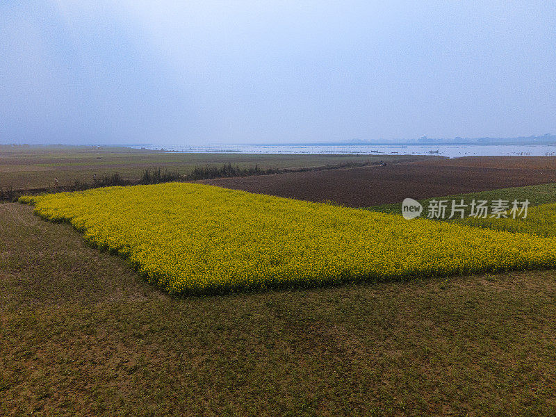 芥末。孟加拉国农业中的芥菜种植