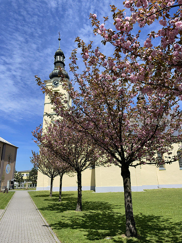 教堂附近公园里的樱花树。