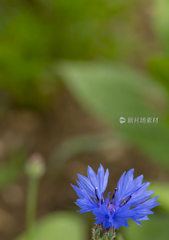 在亨廷顿的斯图克利草地自然保护区，草地上的矢车菊