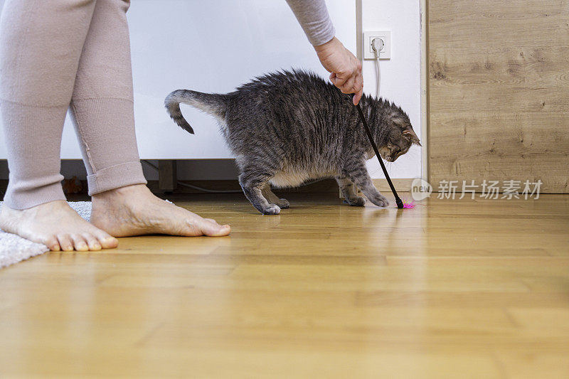 玩猫的女人用猫玩具