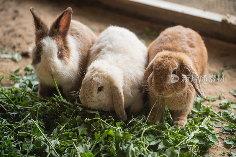 三只兔子在围栏里吃草。兔子有不同的颜色，一只是棕色的，另外两只是白色的