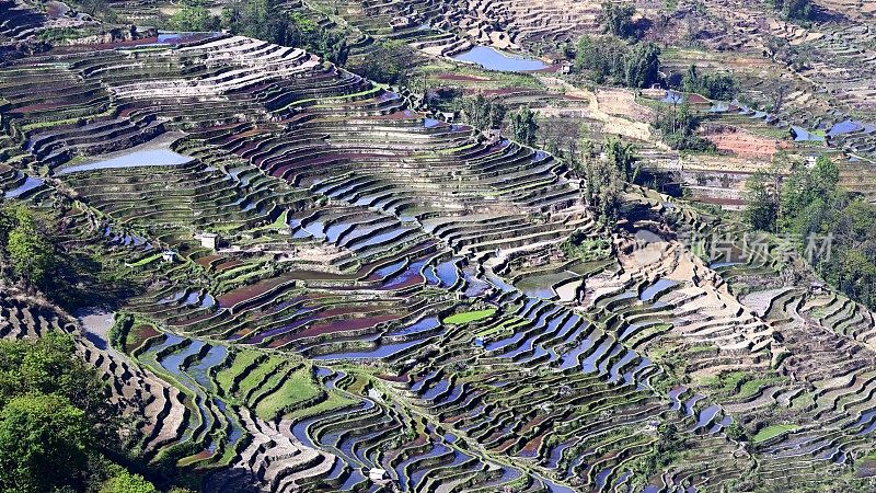 哈尼梯田，鸳鸯，中国