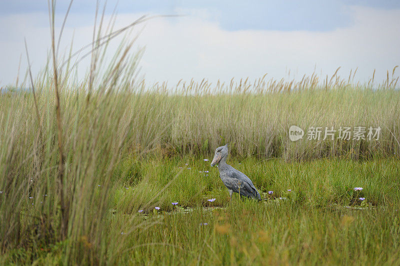 shoebill