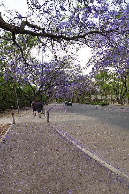 美丽的紫色蓝花楹树在街上