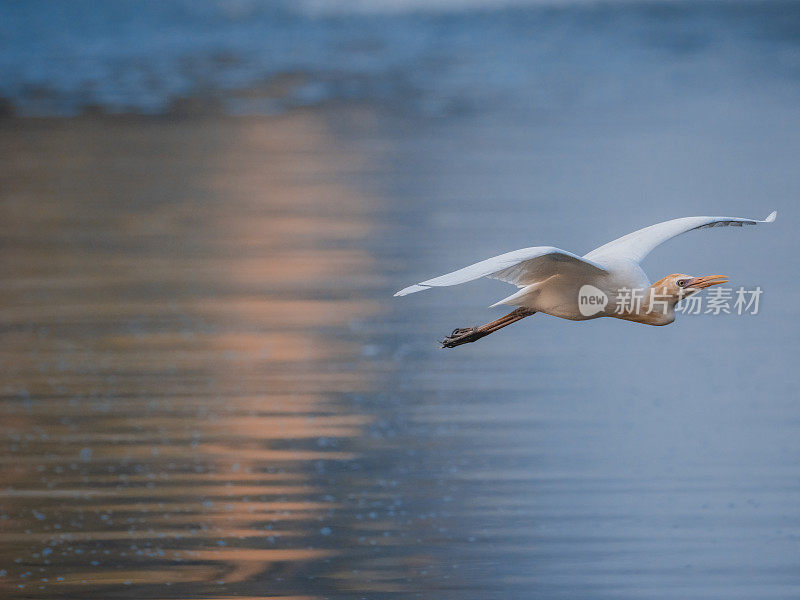 牛白鹭在早晨飞过湖面