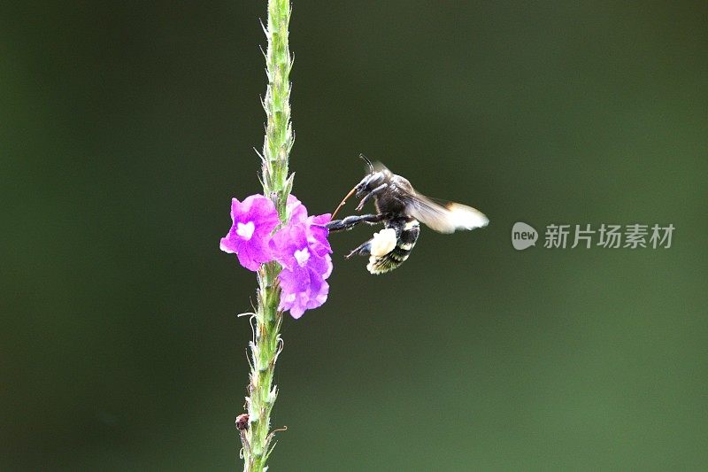 大黄蜂在花