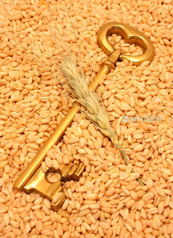 关键和小麦