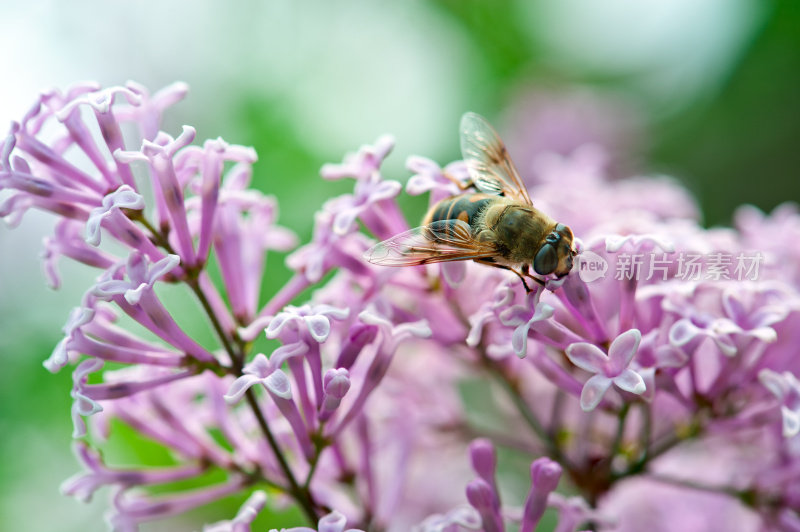 蜜蜂授粉淡紫色