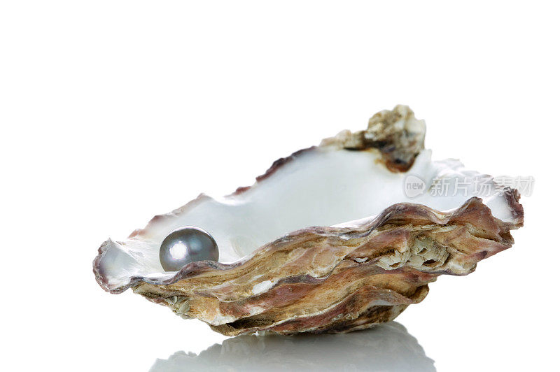 黑色珍珠在贝壳上休息在白色的背景