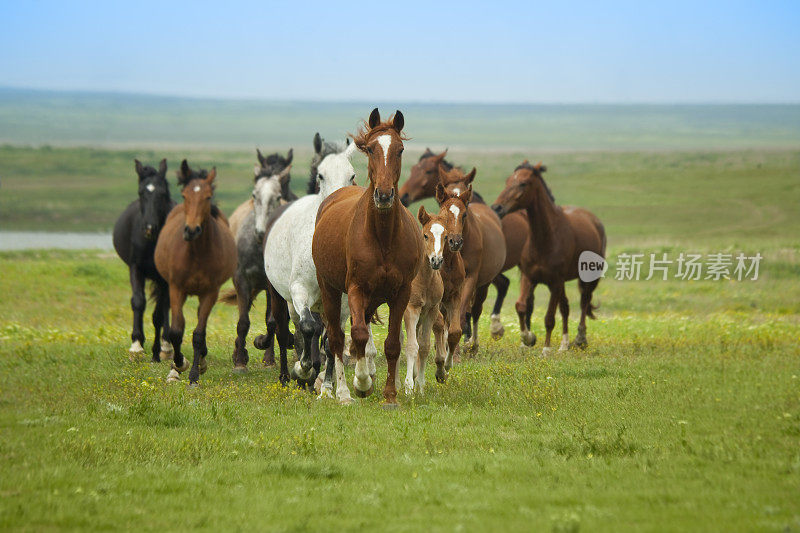 一群草原马跑过绿油油的原野