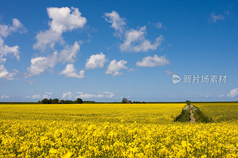 菜籽农村