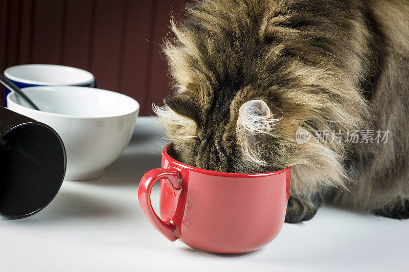 缅因猫在杯子或碗里舔。