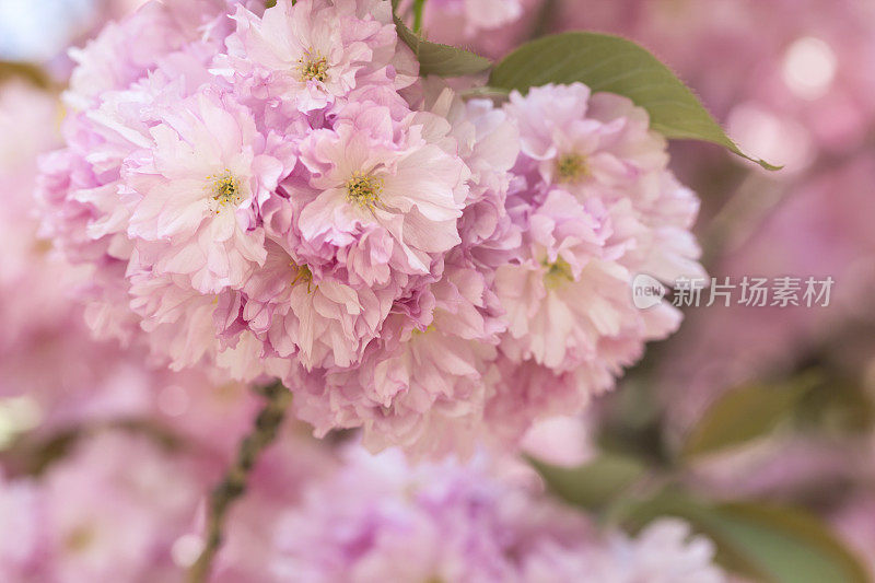 樱花的花