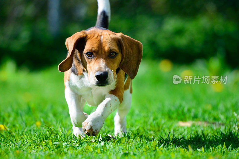 比格尔犬在草地上奔跑，耳朵会飞