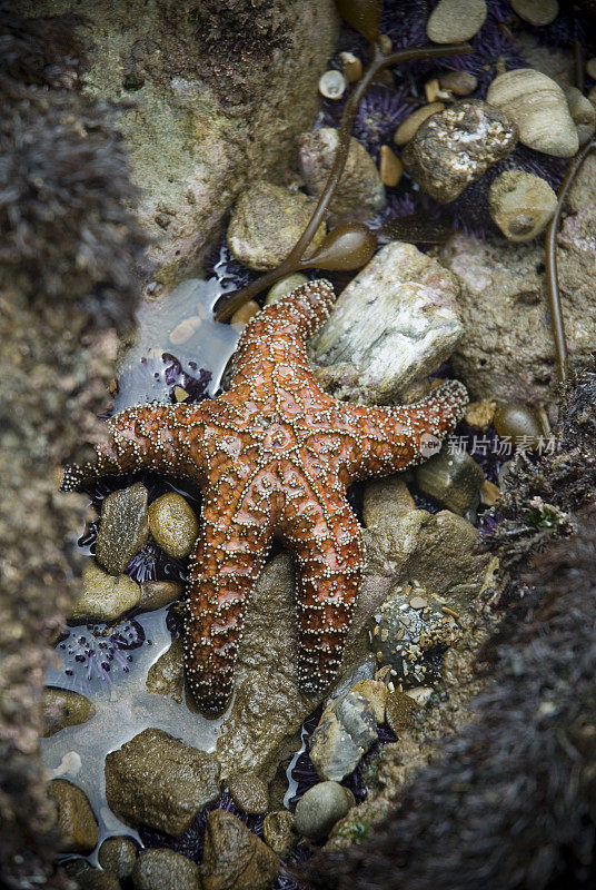 橙色的海星