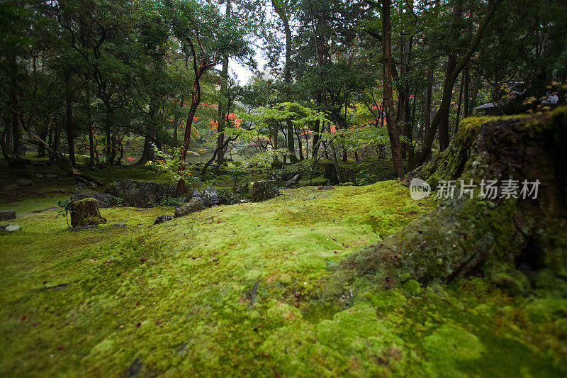 美丽的日本苔藓花园