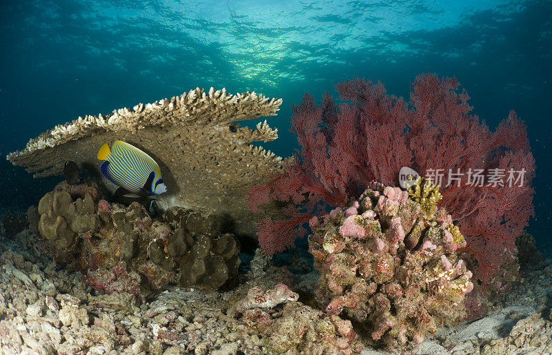 珊瑚礁的场景