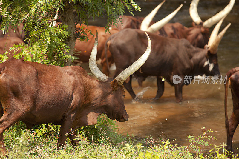 乌干达河边干渴的长角Ankole牛