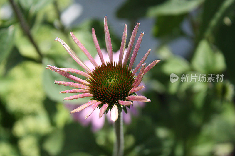 紫锥花(紫锥菊)