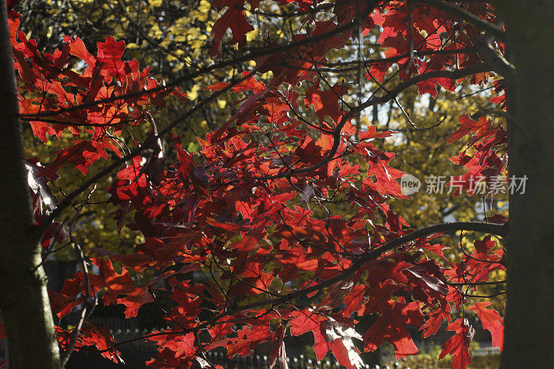 鲜红的叶子红栎在秋天