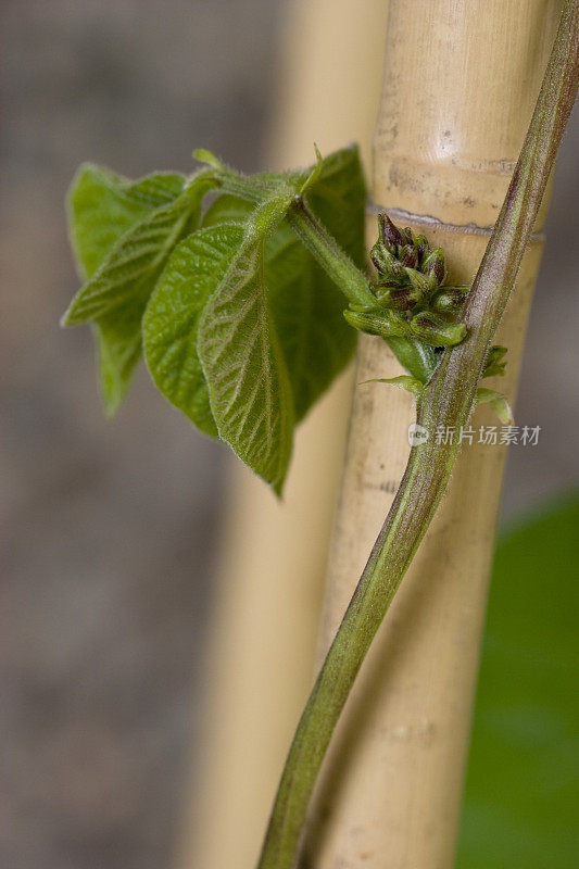 豆科植物