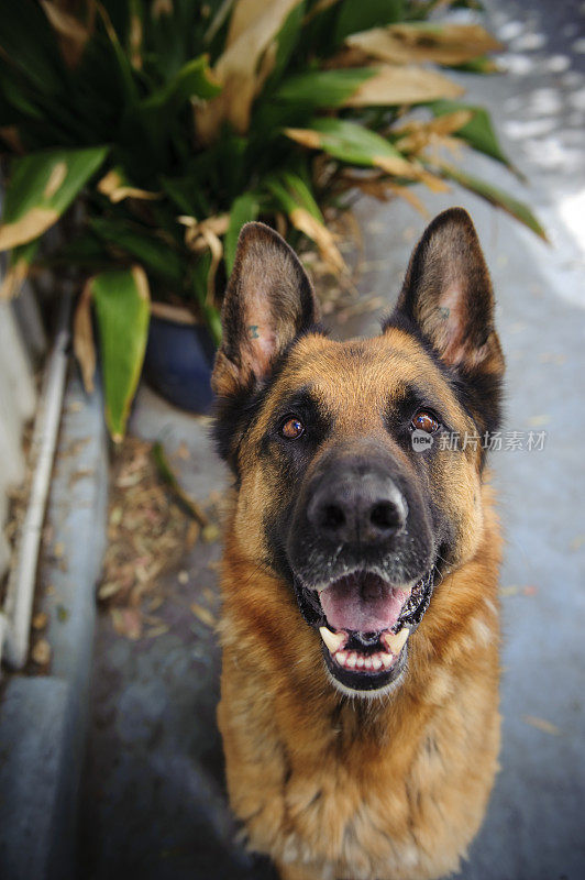 一只德国牧羊犬透过镜头看过去