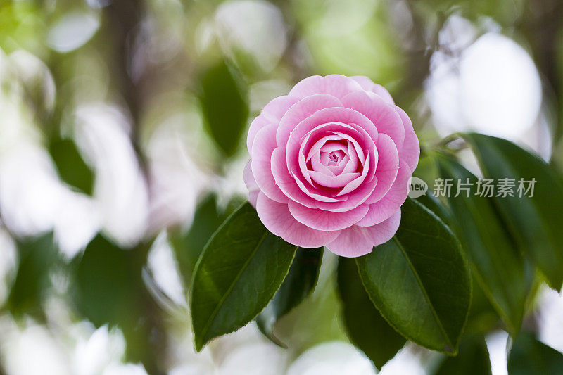 粉红色山茶花