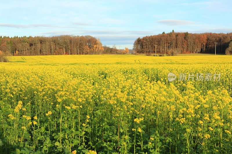 油菜籽种植