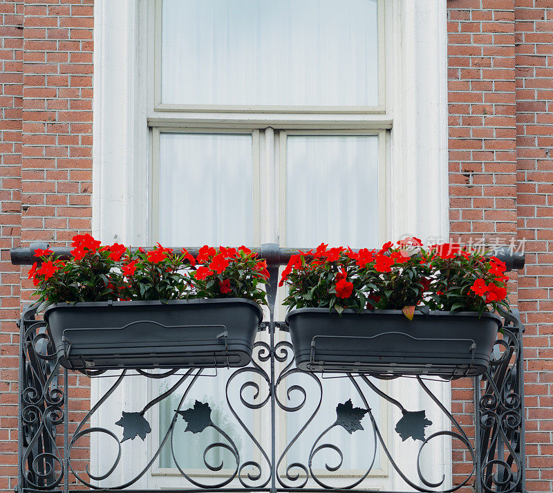 法国铸铁阳台上的红色天竺葵