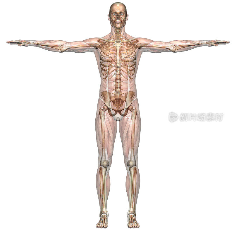 人的身体，透明的肌肉和骨骼