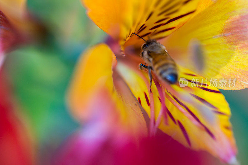 蜜蜂授粉花