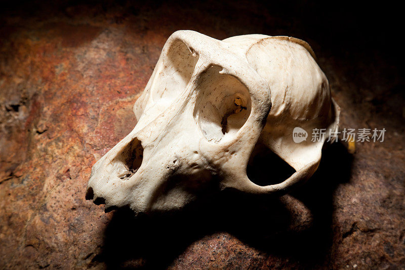 食蟹猴的头骨，林卡岛，科莫多国家公园，印度尼西亚