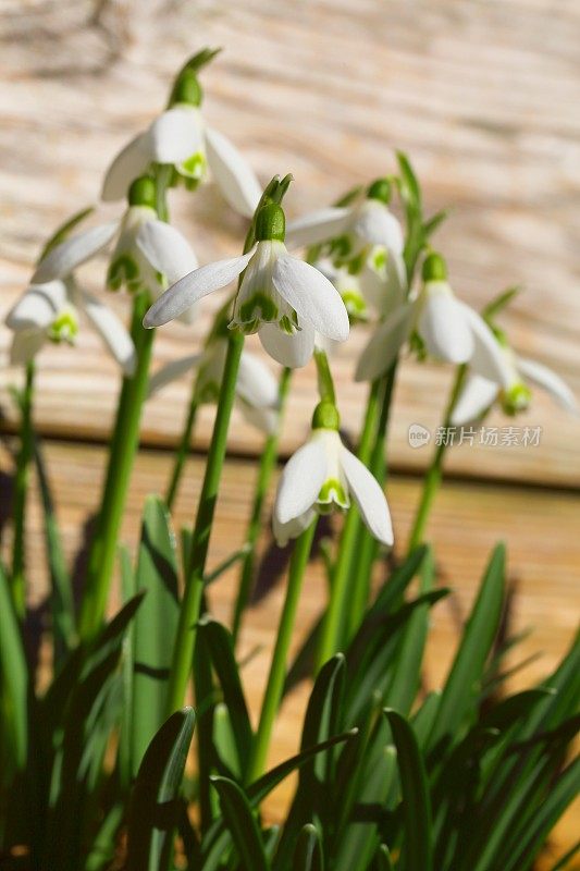 雪花莲