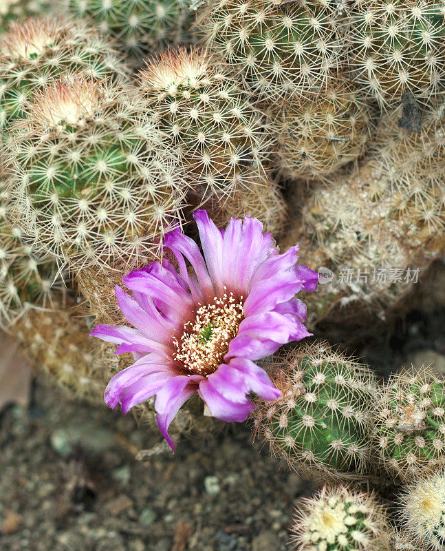 仙人掌开花