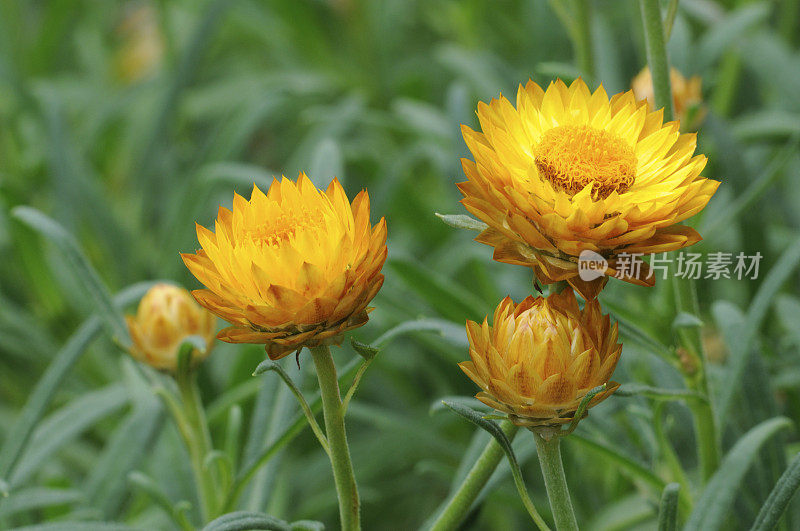 金黄Strawflower