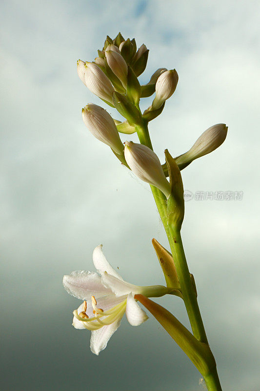 玉簪花开，寻找第一缕阳光