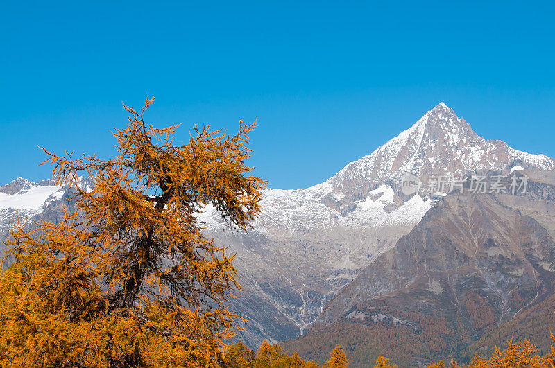 落叶松和山在秋天