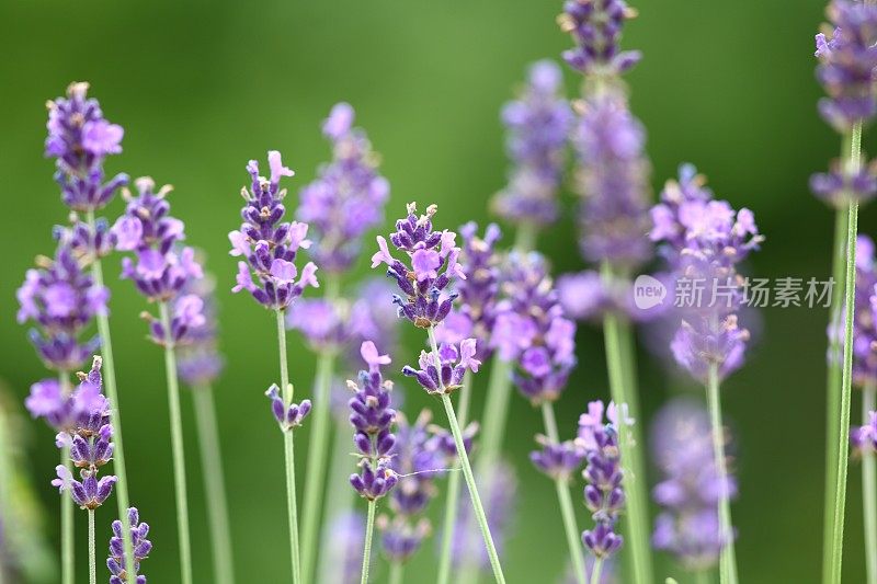 花园里盛开的紫罗兰和薰衣草