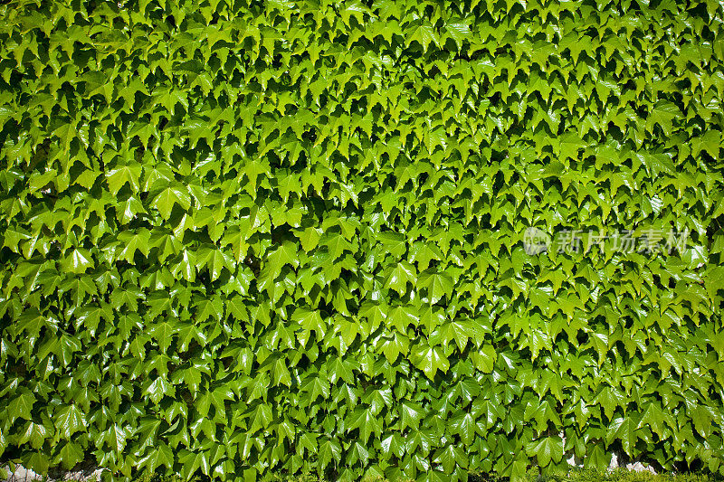 哈佛大学的绿树成荫的墙