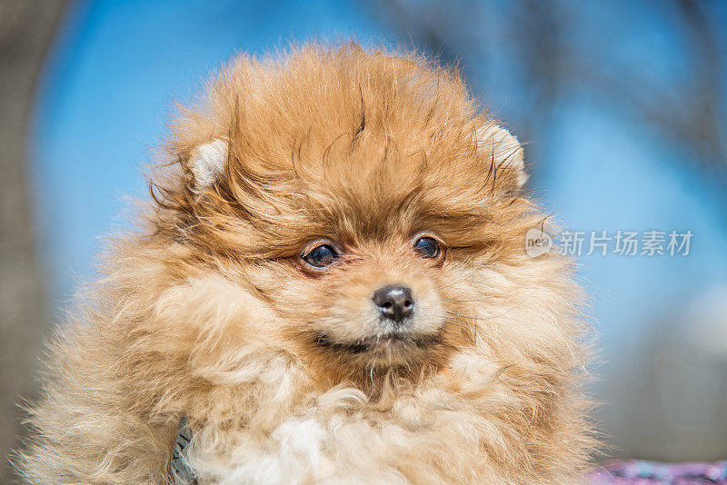 美丽的雌性博美犬