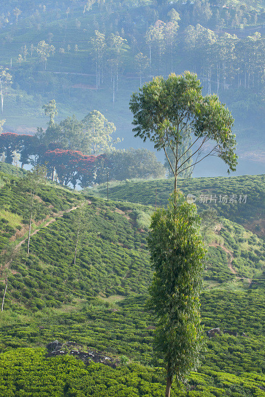 锡隆茶园，斯里兰卡