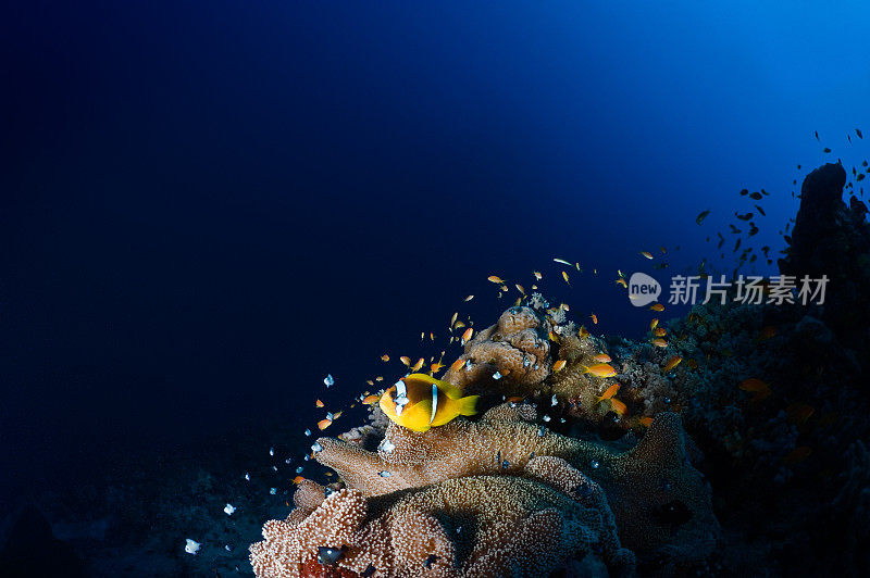 珊瑚礁和它的居民
